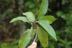 Catunaregam rugulosa